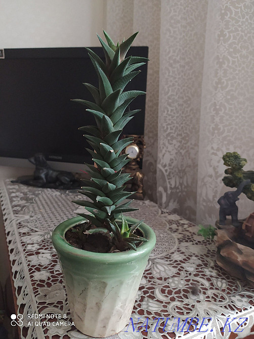 Редкий суккулент Астана - изображение 2