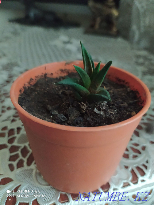 Редкий суккулент Астана - изображение 1