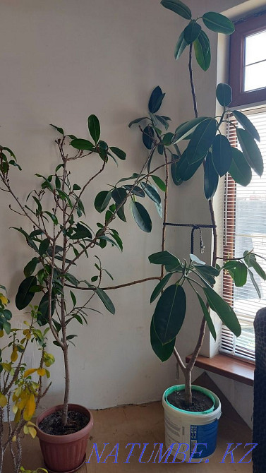 I sell house flowers Узынагаш - photo 1