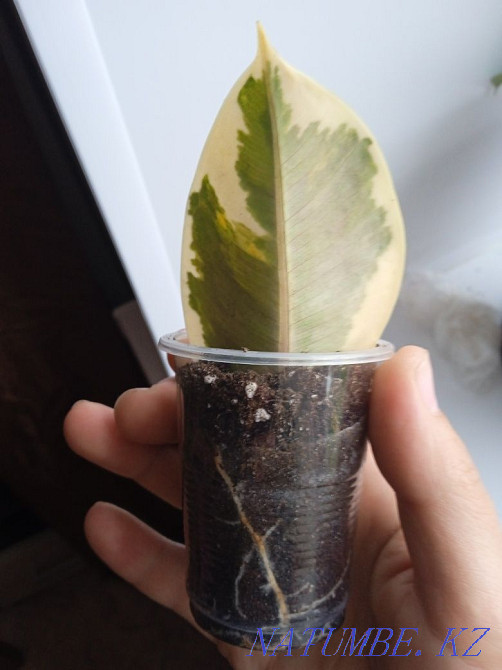 Фикус Тинеке..  Петропавл - изображение 2