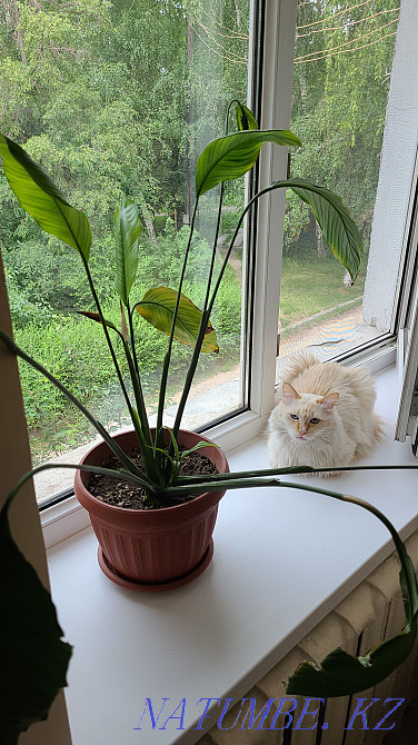 Sell Indoor flowers  - photo 2