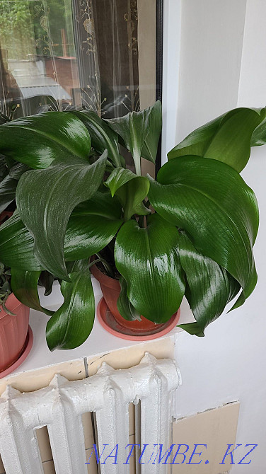 Sell Indoor flowers  - photo 6