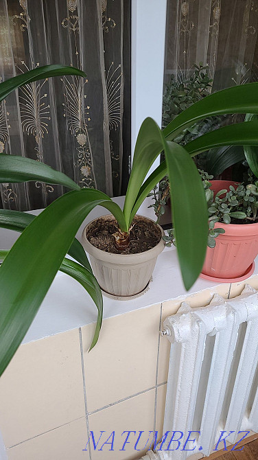 Sell Indoor flowers  - photo 7