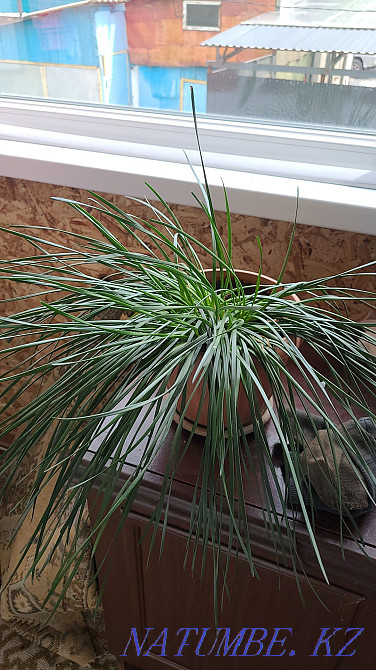 Sell Indoor flowers  - photo 5