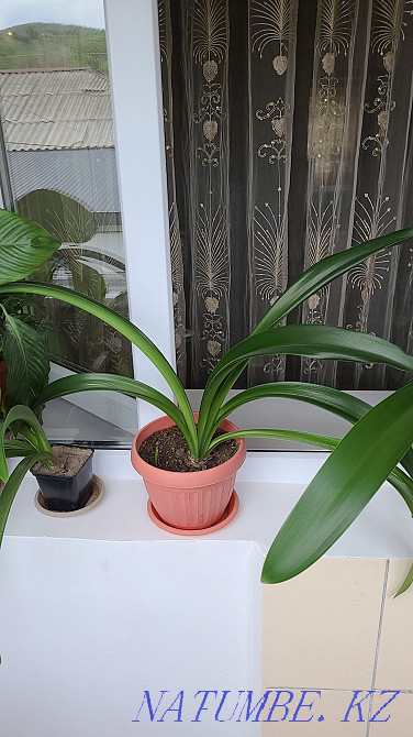 Sell Indoor flowers  - photo 8