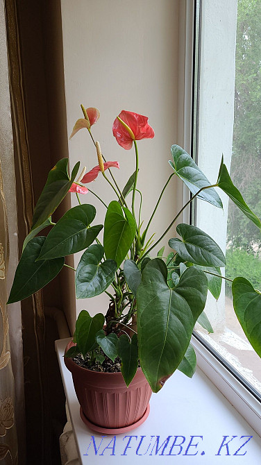 Sell Indoor flowers  - photo 4