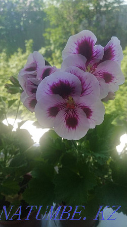 Продам цветок- пеларгония  - изображение 1