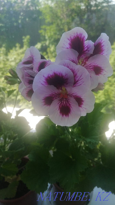 Pelargonium flower for sale  - photo 1