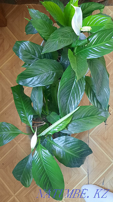 Цветы комнатные женское счастье Есик - изображение 2