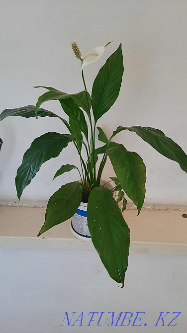 Цветы комнатные женское счастье Есик - изображение 3