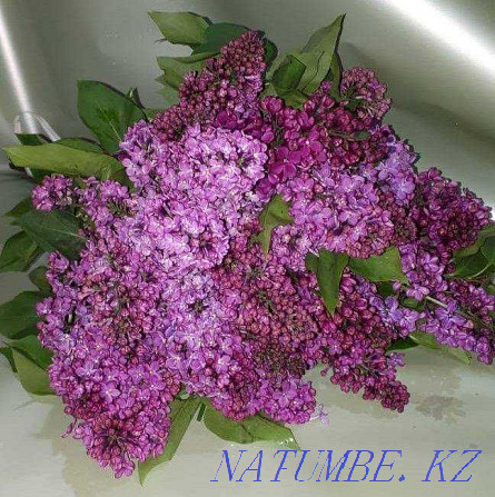 Fragrant Lilac - Bouquets - Chrysanthemum - Flower delivery - 64 Astana - photo 3