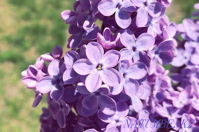 Fragrant Lilac - Bouquets - Chrysanthemum - Flower delivery - 64 Astana - photo 4