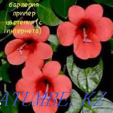 Продам...цветы... Атырау - изображение 1