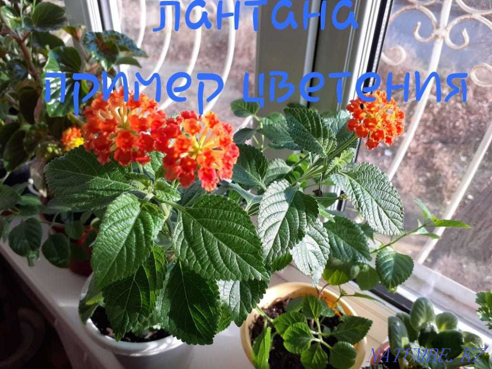 Продам...цветы... Атырау - изображение 6