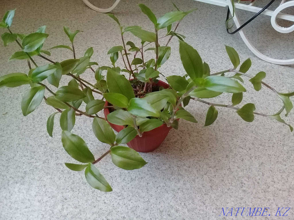 Продам...цветы... Атырау - изображение 7