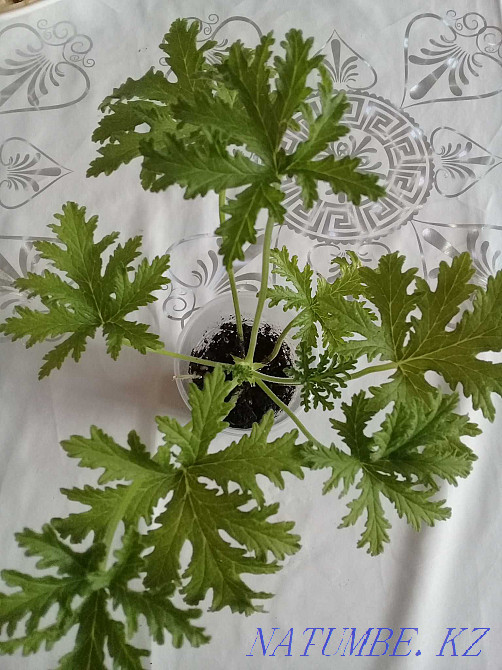 Продам...цветы... Атырау - изображение 8