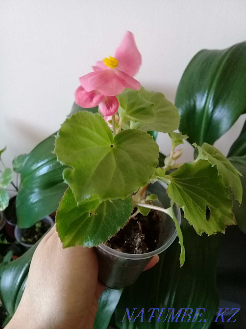 Продам...цветы... Атырау - изображение 4