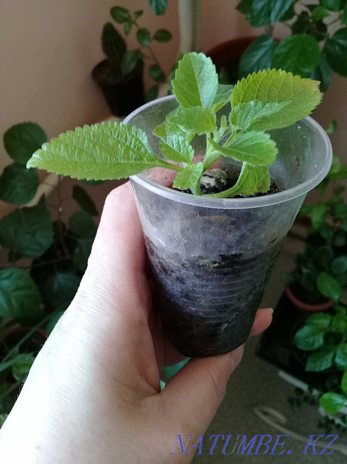 Продам...цветы... Атырау - изображение 5