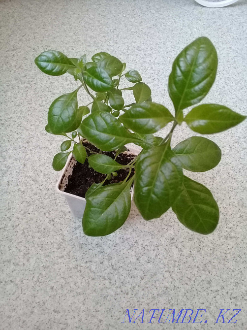 Продам...цветы... Атырау - изображение 2