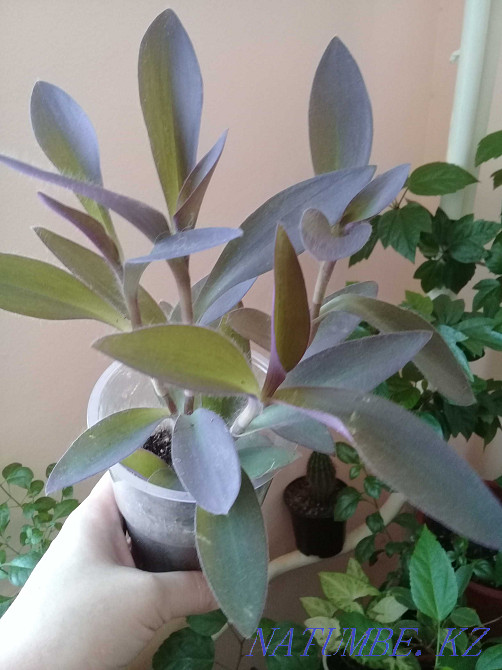 Продам...цветы... Атырау - изображение 3