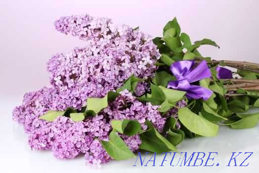 Fragrant Lilac - Bouquets - Chrysanthemum - Flower delivery - 64 Astana - photo 5