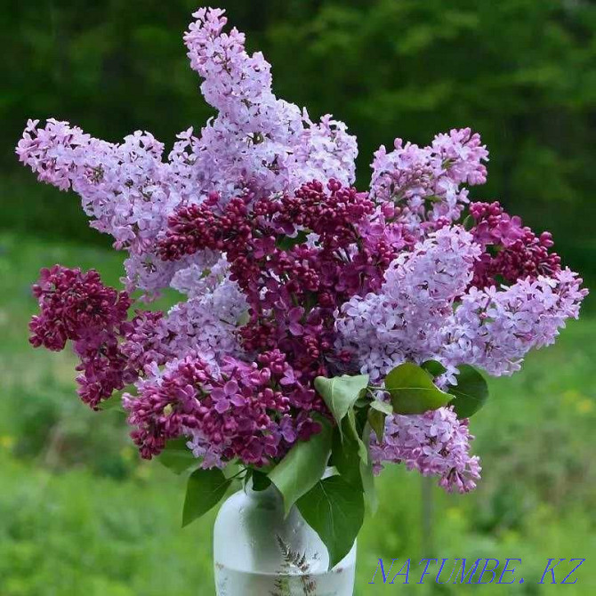 Fragrant Lilac - Bouquets - Chrysanthemum - Flower delivery - 64 Astana - photo 1