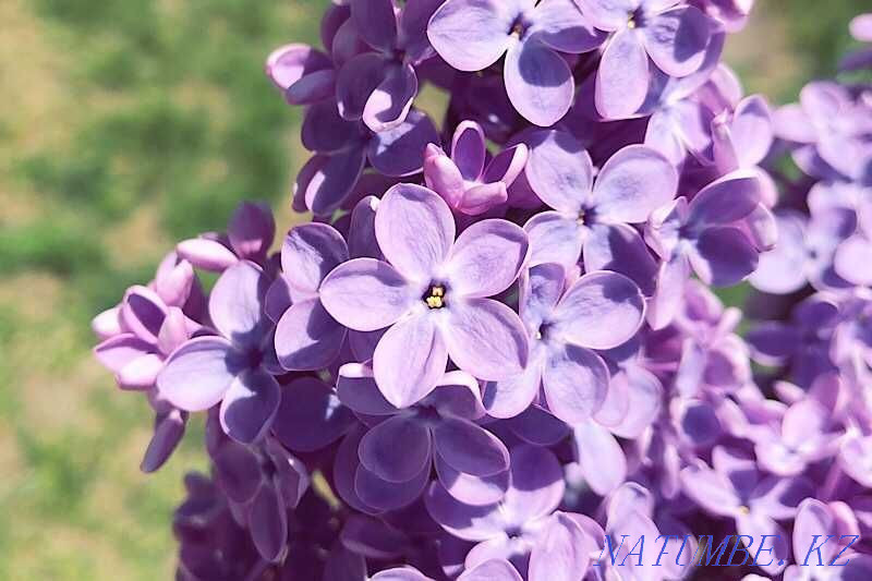 Fragrant Lilac - Bouquets - Chrysanthemum - Flower delivery - 64 Astana - photo 4