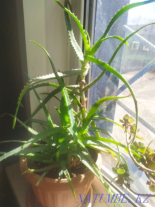 I will sell scarlet 500 tenge Aqtobe - photo 2