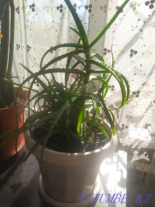 I will sell scarlet 500 tenge Aqtobe - photo 1