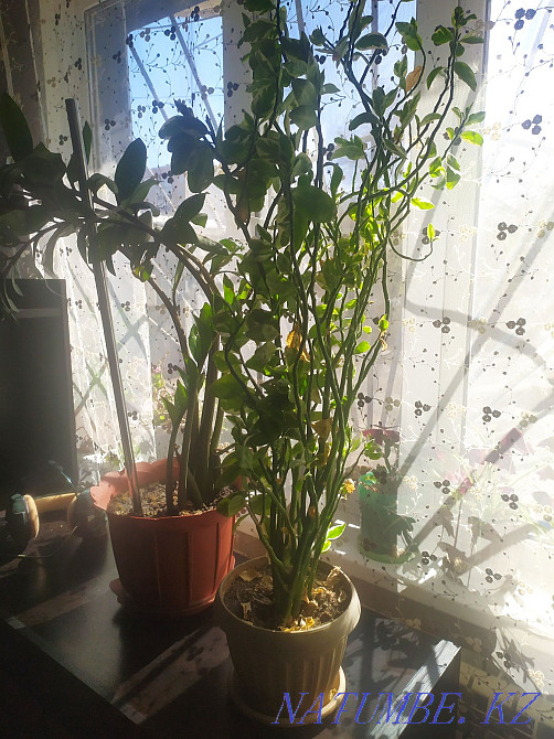 I will sell scarlet 500 tenge Aqtobe - photo 3