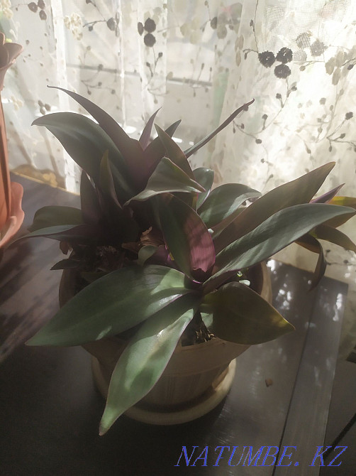 I will sell scarlet 500 tenge Aqtobe - photo 5