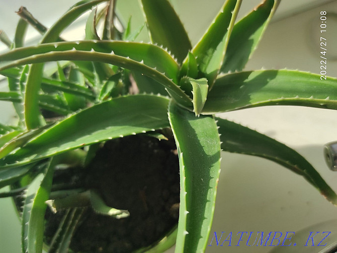 Aloe flower shoots Kokshetau - photo 1