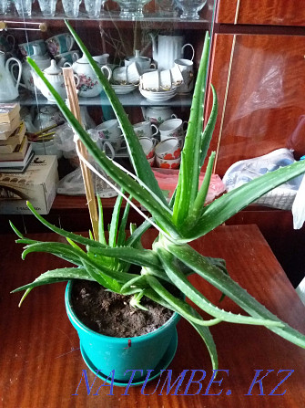 sell aloe vera medicinal plant Karagandy - photo 1