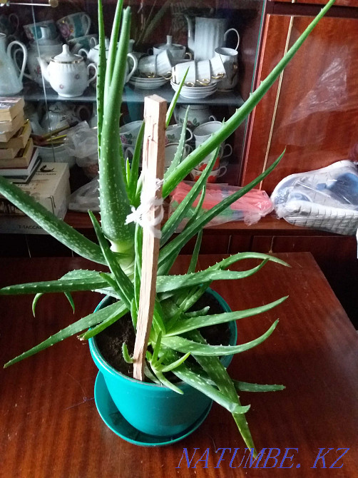 алоэ вера дәрілік өсімдік сатылады  Қарағанды - изображение 2