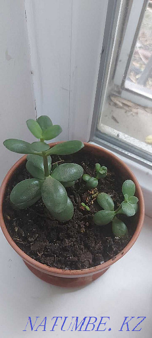 Продам "денежное дерево" (крассула) Шымкент - изображение 2