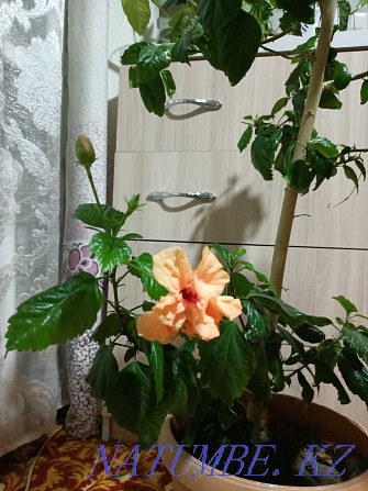 Indoor plant Semey - photo 2