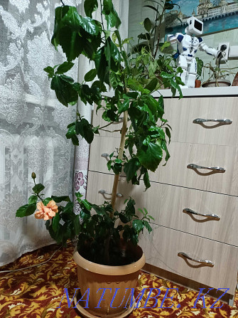 Indoor plant Semey - photo 1