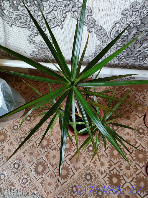 Plants for the home. There is a delivery Almaty - photo 1