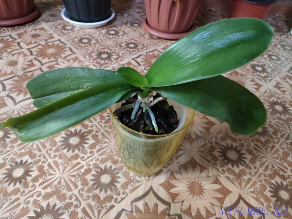 Plants for the home. There is a delivery Almaty - photo 7