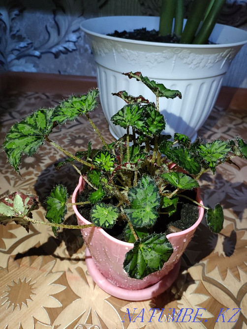 Plants for the home. There is a delivery Almaty - photo 6