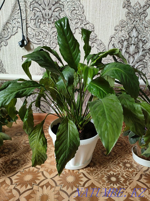 Plants for the home. There is a delivery Almaty - photo 8