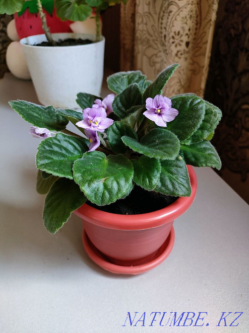 Plants for the home. There is a delivery Almaty - photo 4