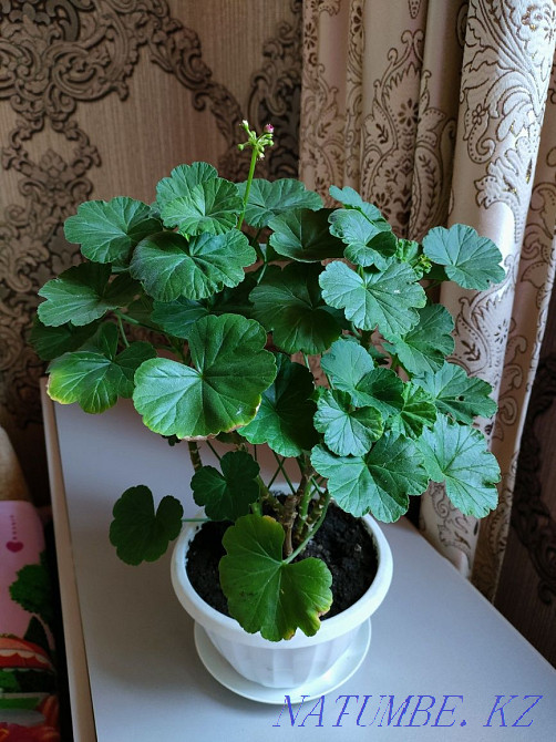 Plants for the home. There is a delivery Almaty - photo 2