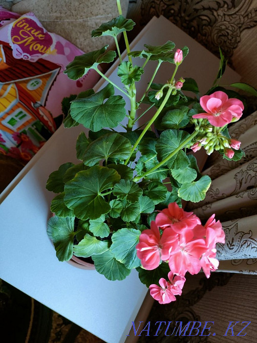 Plants for the home. There is a delivery Almaty - photo 3