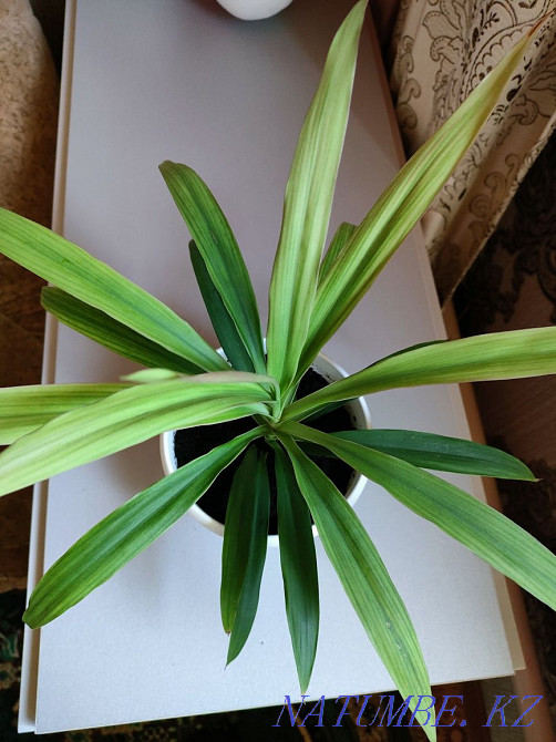 Plants for the home. There is a delivery Almaty - photo 5