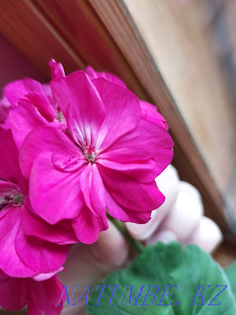 Geranium shoots (not rooted) Oral - photo 2