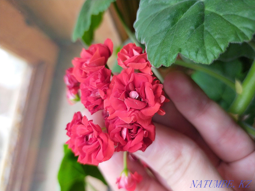 Герань өсінділері (тамырсыз)  Орал - изображение 1