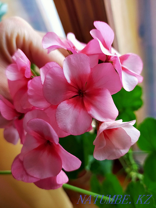 Герань өсінділері (тамырсыз)  Орал - изображение 3