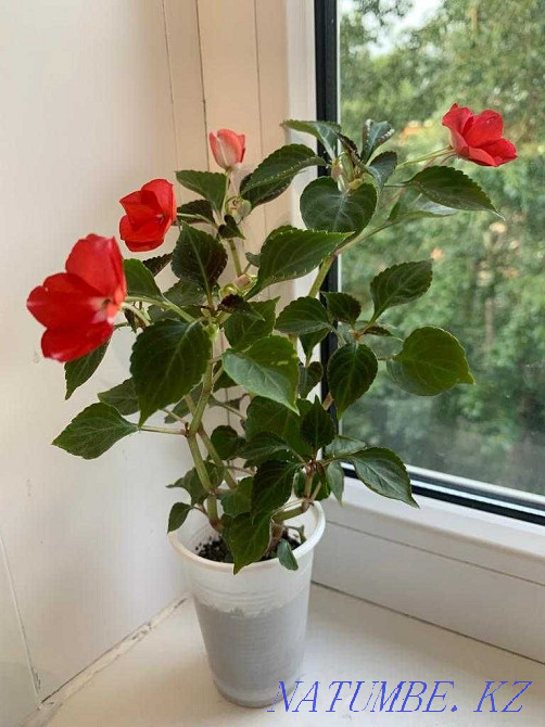 Бальзам бұтасын сатыңыз  Өскемен - изображение 1