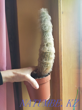 Fluffy cactus 30 cm Oral - photo 3